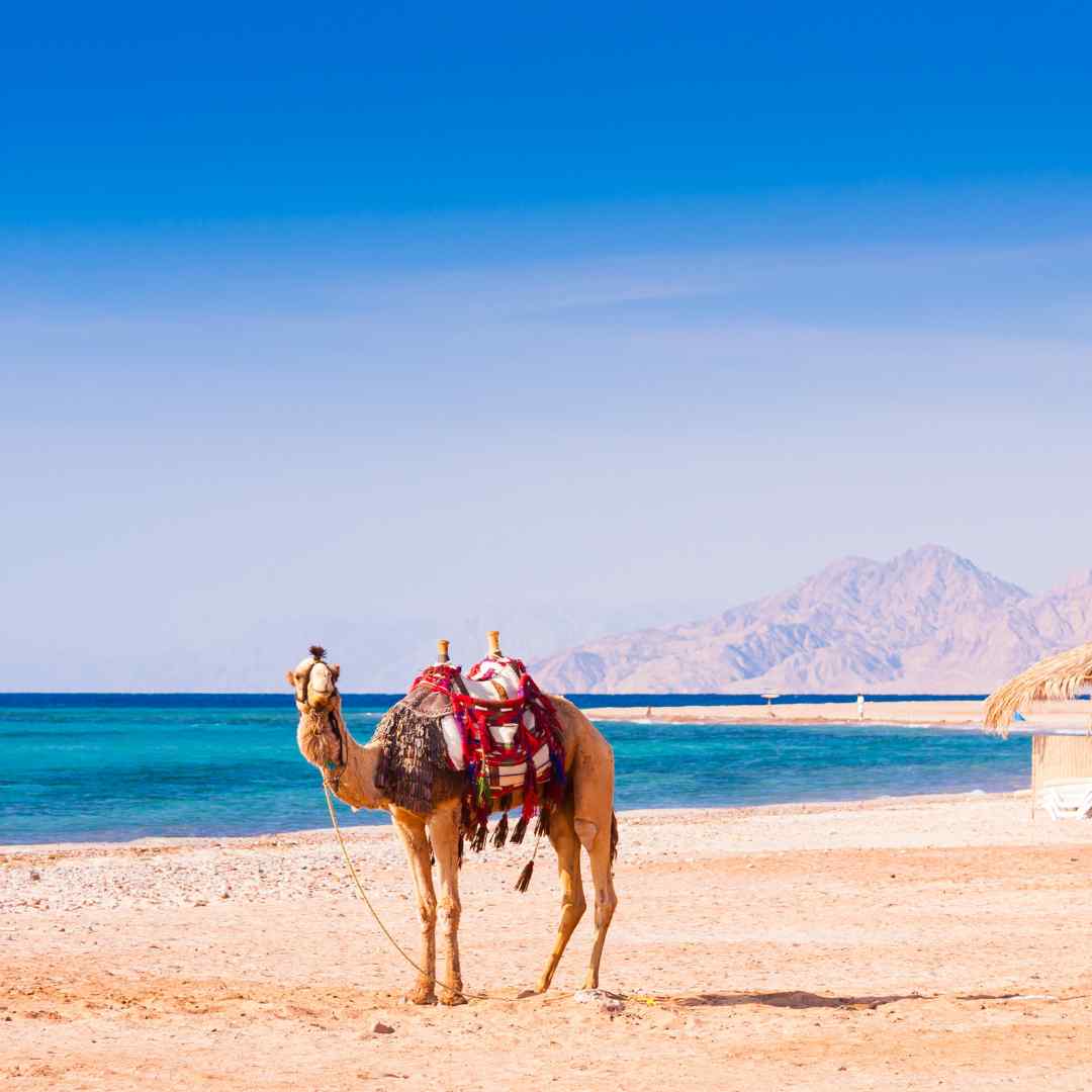 hurghada day tours